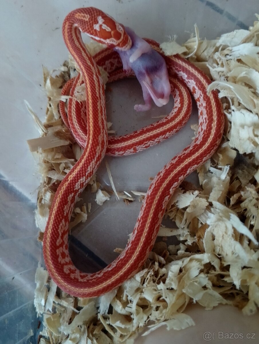 Užovka červená loňský odchov - 6