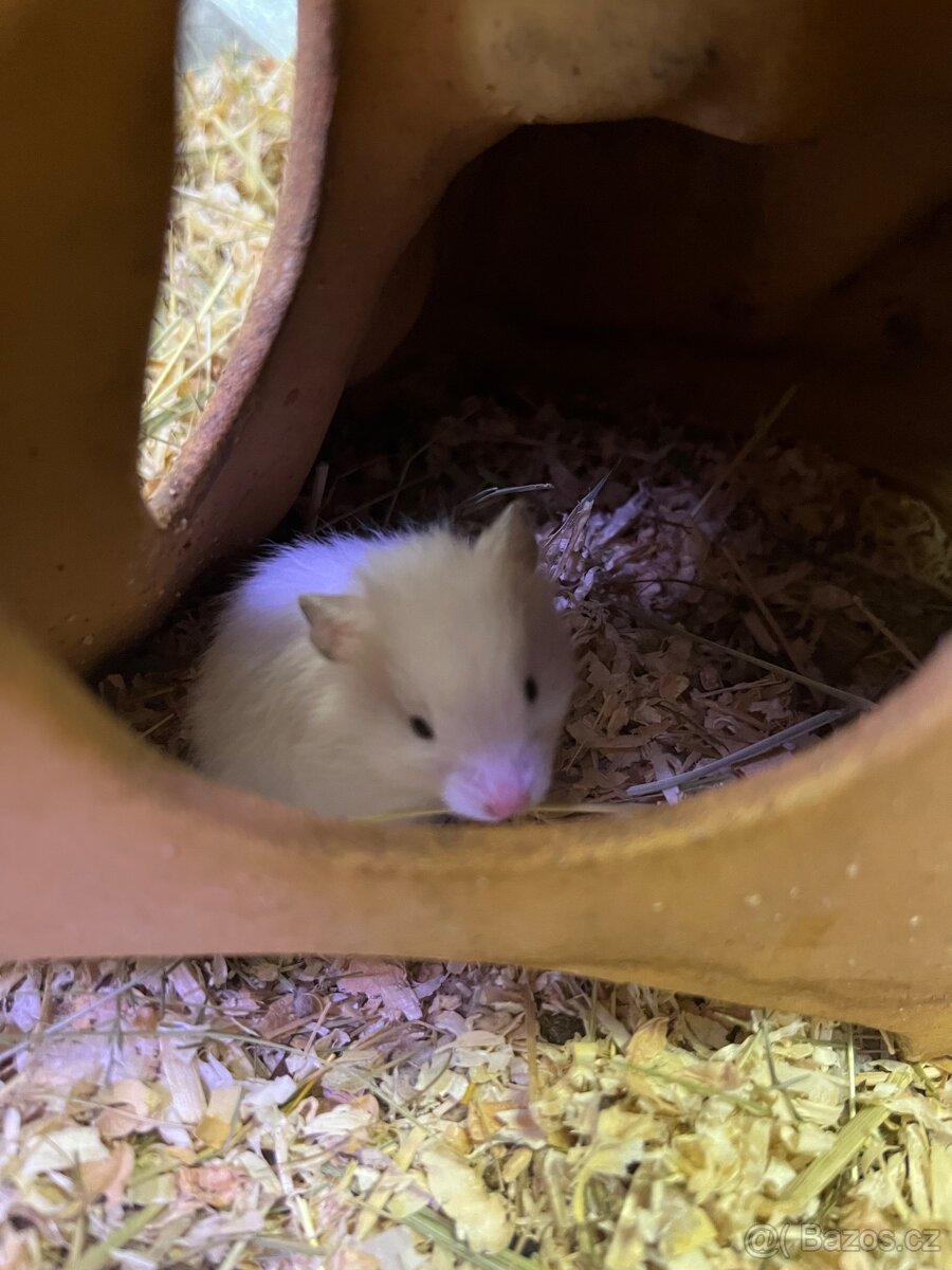 Křeček Syrský nar. 6.3.2026. - 6