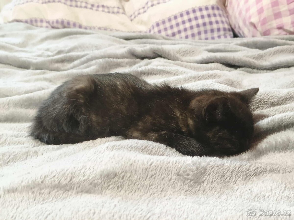 kluk Garfieldek, holčička Tlapička hledá nový domov - 6