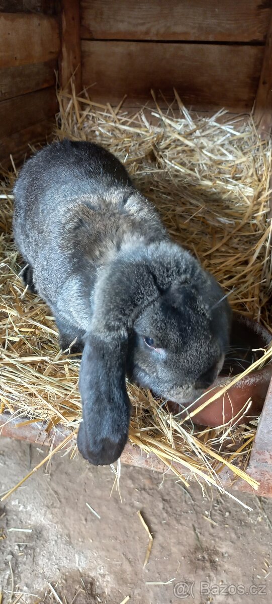 Francouzský beran - 6