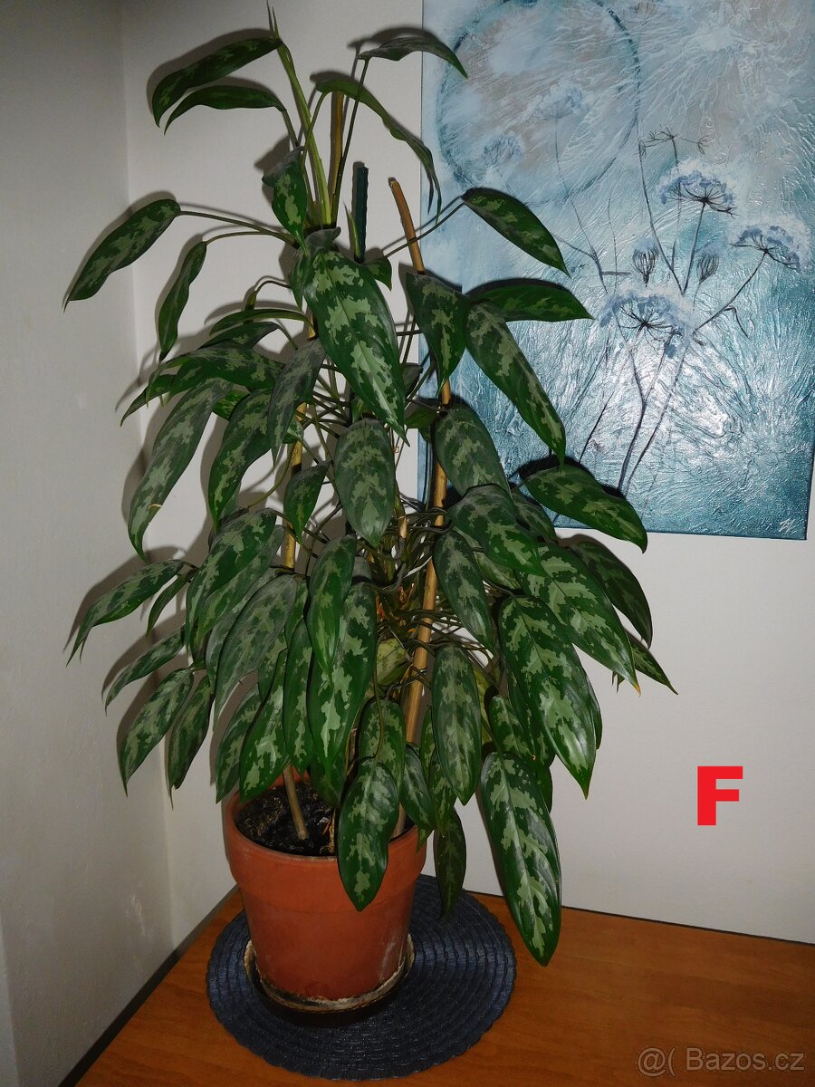 POKOJOVKY-RÝMOVNÍK,DRACENA,VOSKOVKA,PHOTOS... - 6