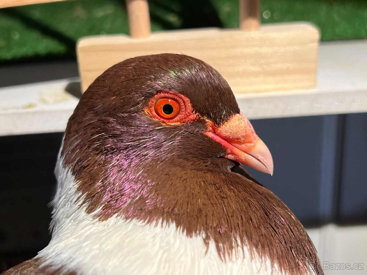 Moravský pštros červený - Pár - 6