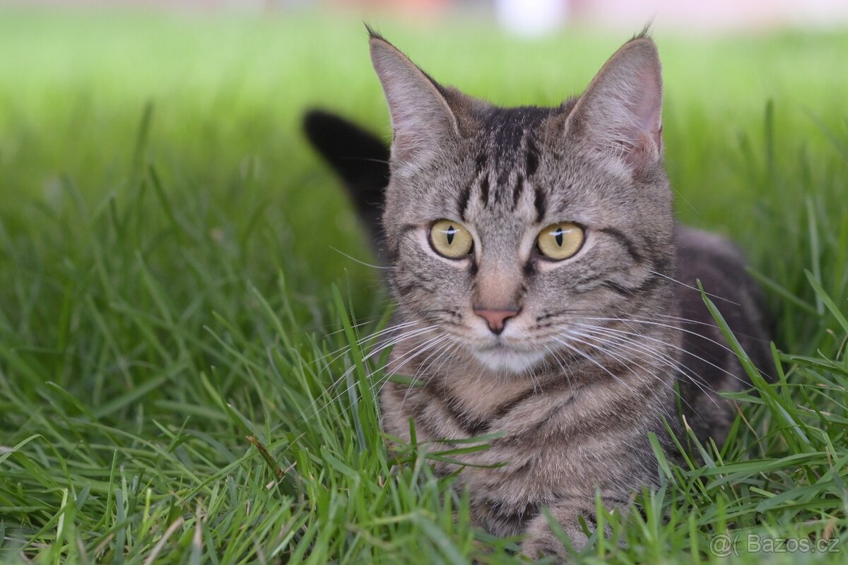 DARUJI 4 koťata s kořeny Mainské - 6