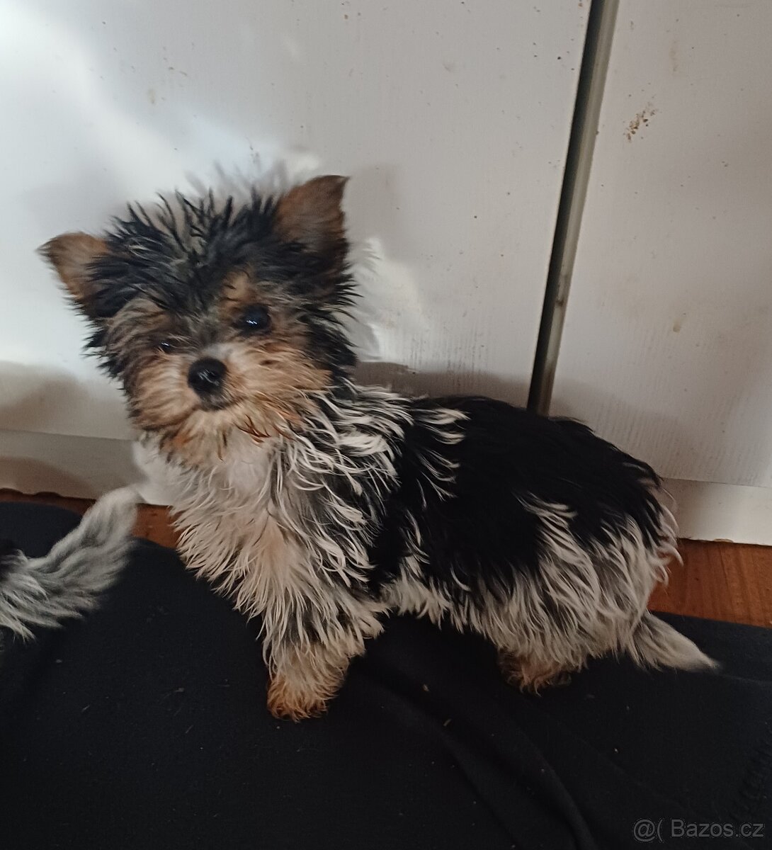 Biewer jork-fenečky bez pp,táta německý pp - 6