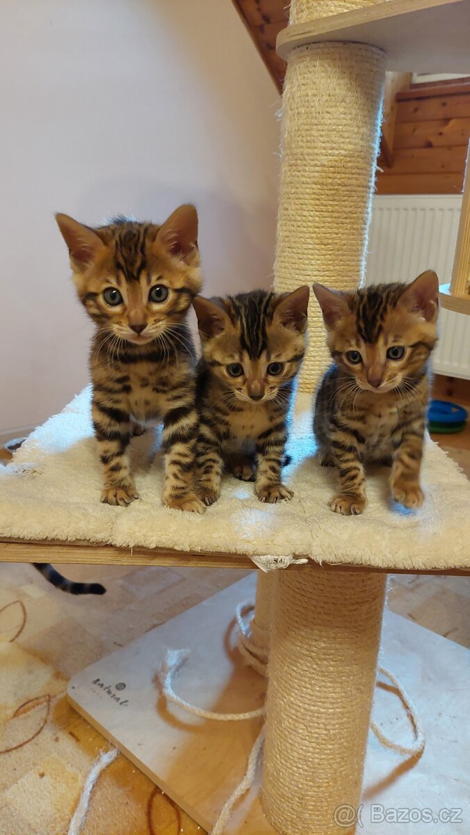 Bengalská kočka-koťátka s PP - 6