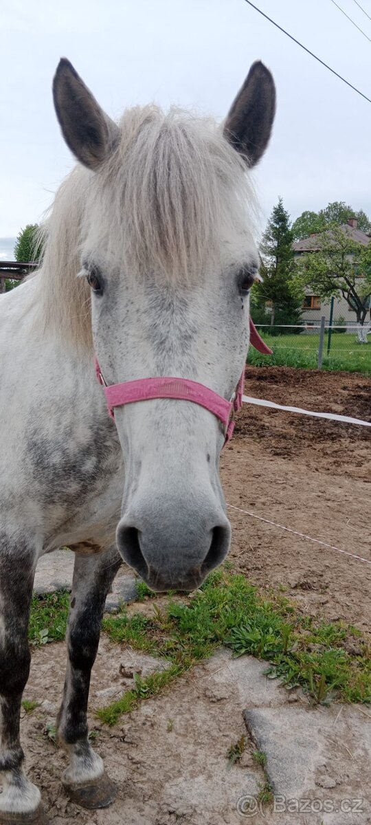 Pony klisna kat. A - 6