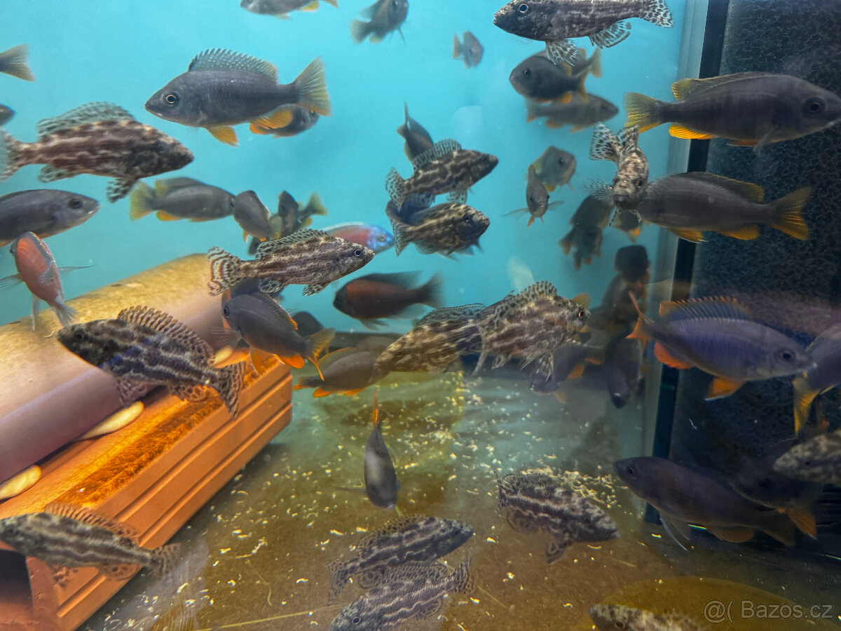 Tlamovci Nimbochromis polystigma F1 - 6