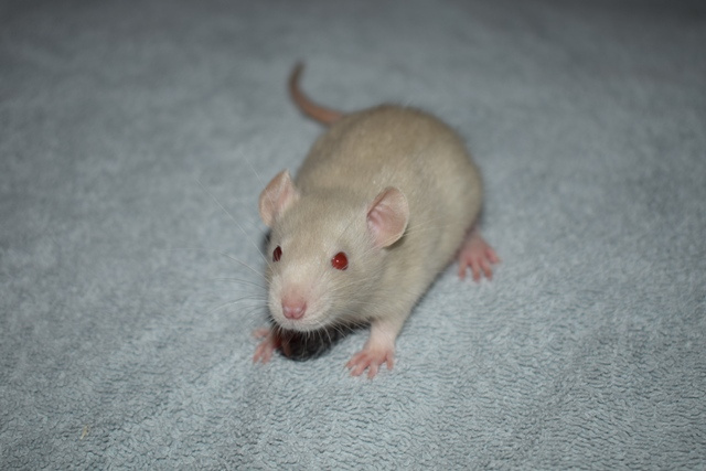 8.11. Praha - potkani, potkánci - dwarf, fuzz, standard, dum - 6