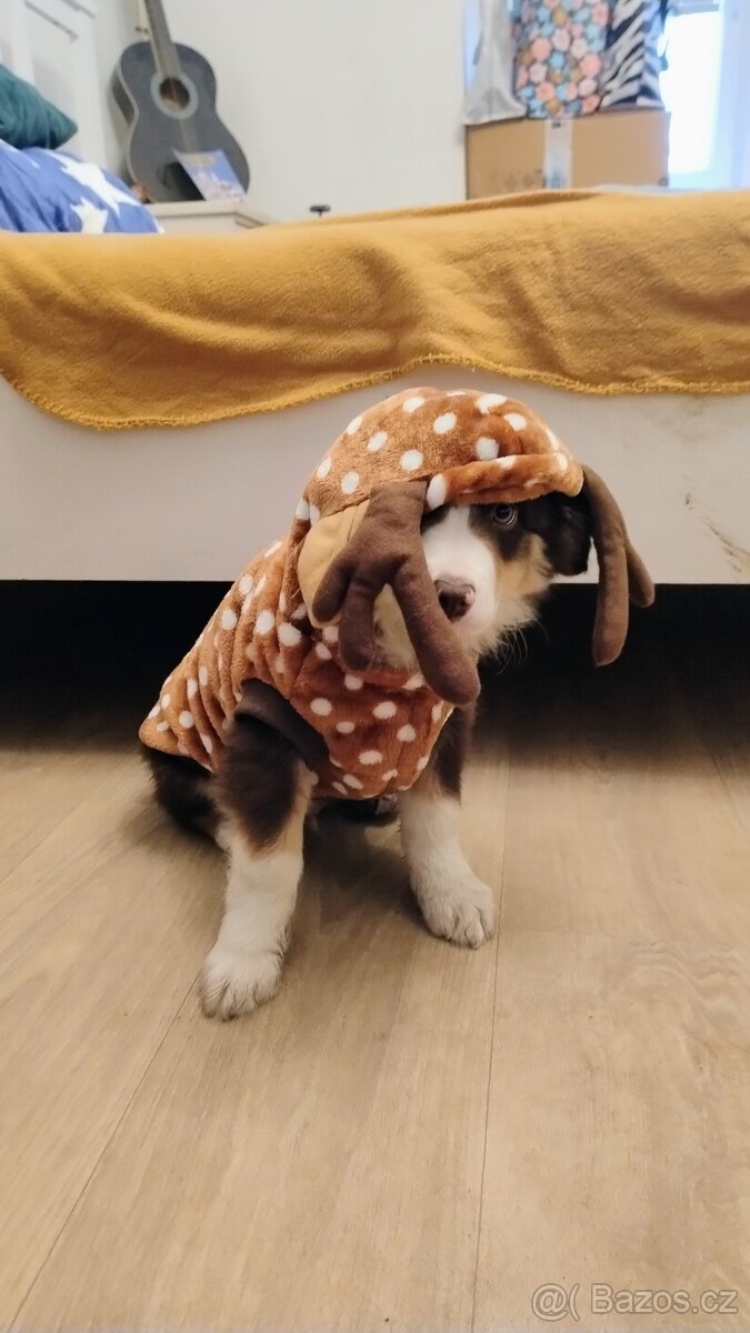 Border kolie bez PP - 6