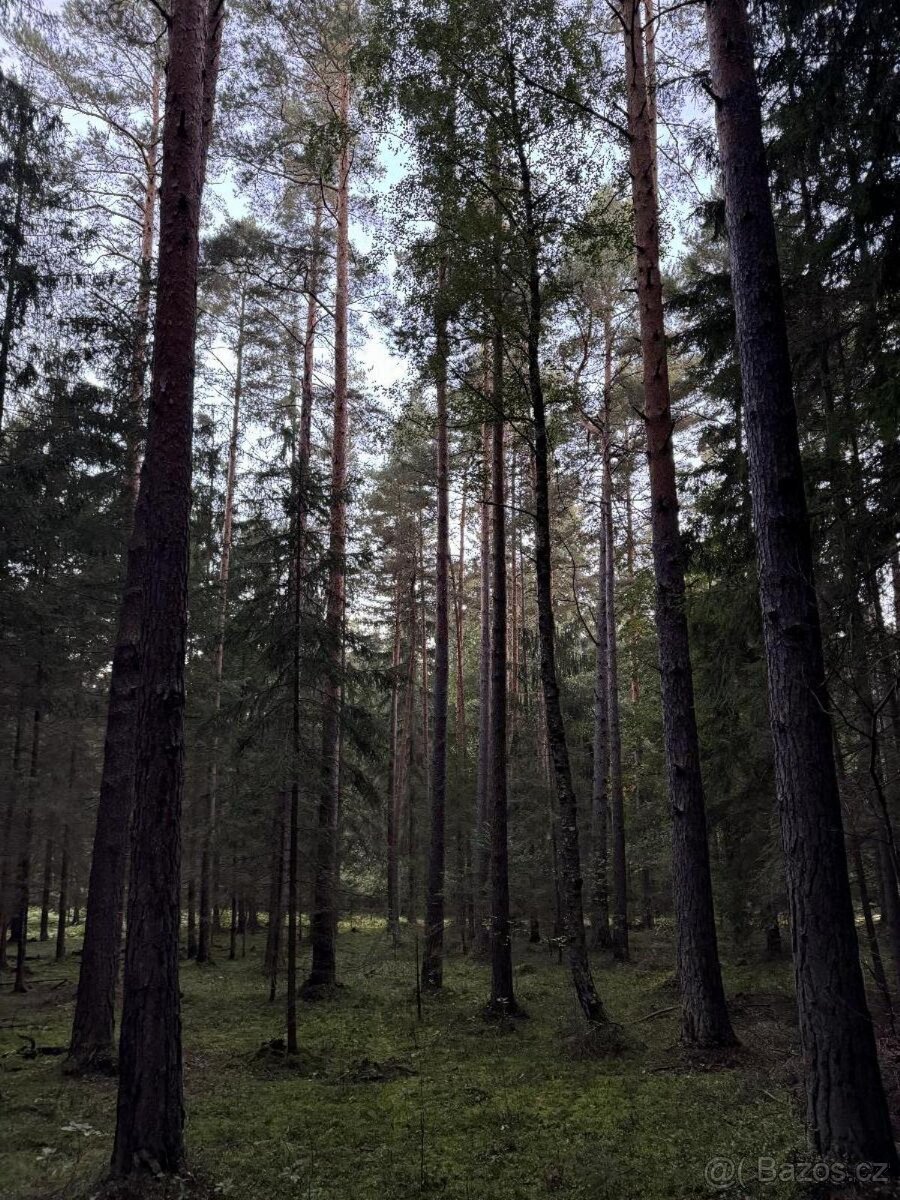 Prodám lesní pozemek v k.ú. Ločenice, p.č. 810 - 6