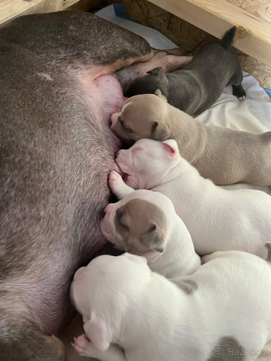 American bully pocket - 6