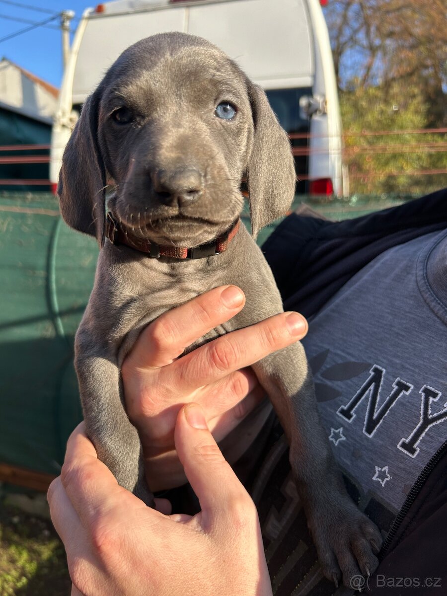 Výmarský ohař modrý s PP - 6