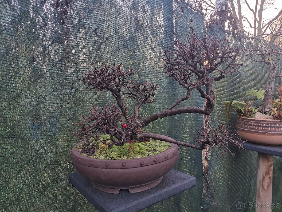 Bonsaj,bonsai - 6