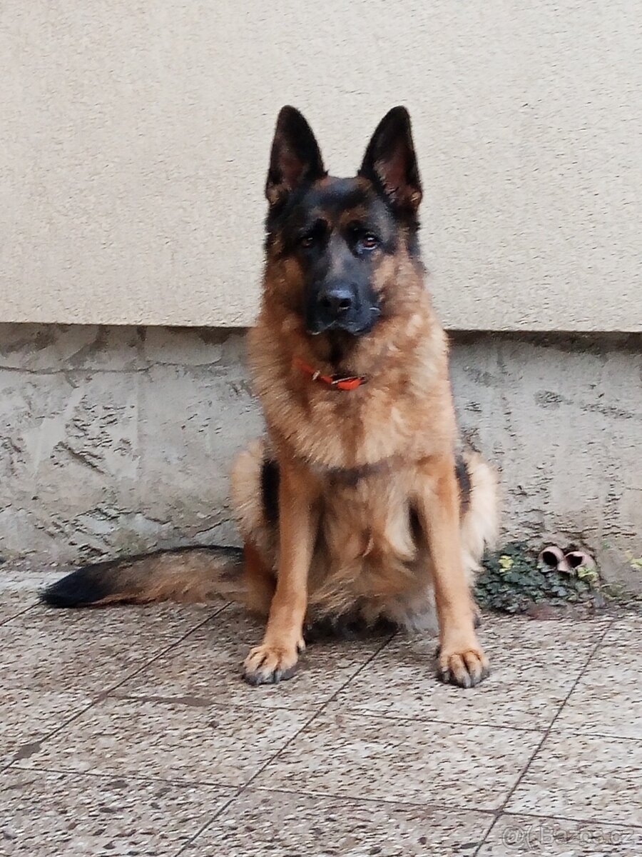 Německý ovčák - štěňátka s PP - 6