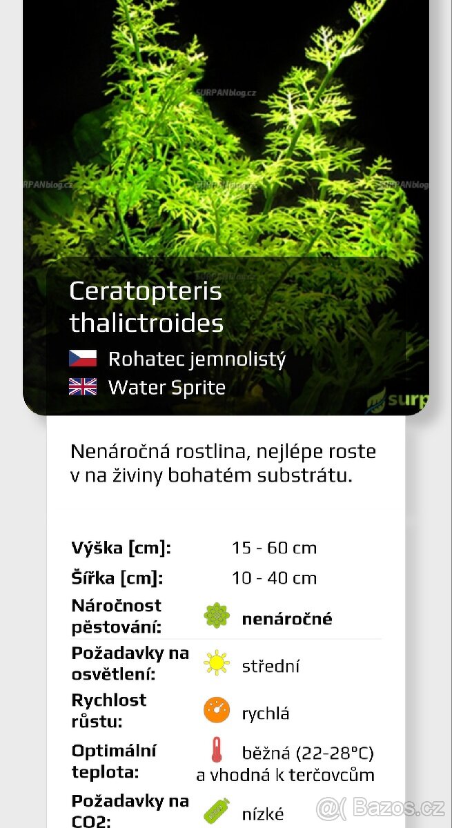 Akvarijní rostlinky a krevetky Red Cherry - 6