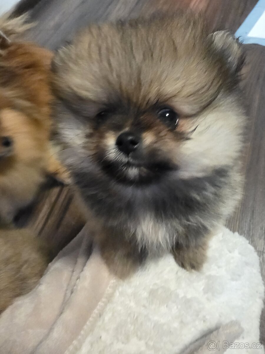 Štěňátka pomeraniana - 6