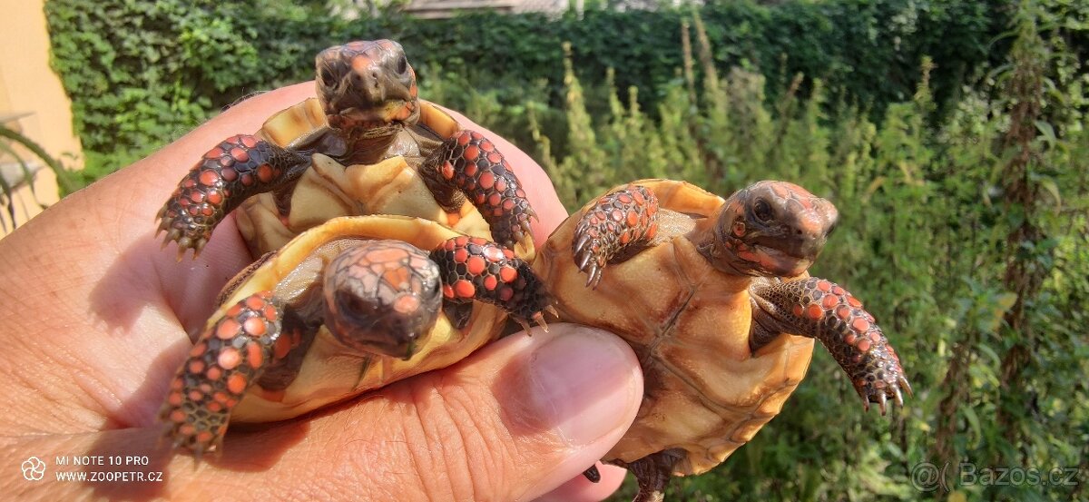 Želva uhliřská mláďata - 6