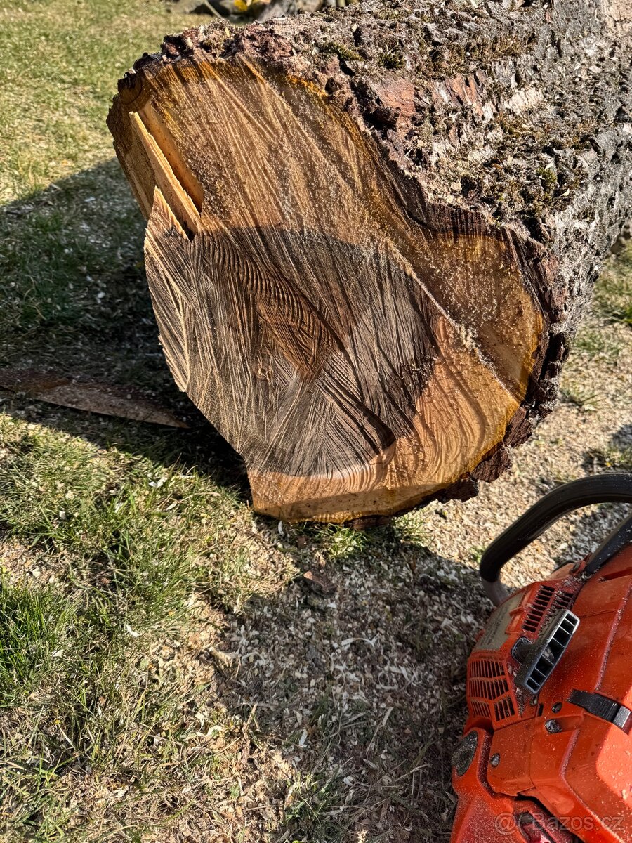 Ořech 50 let starý - 6