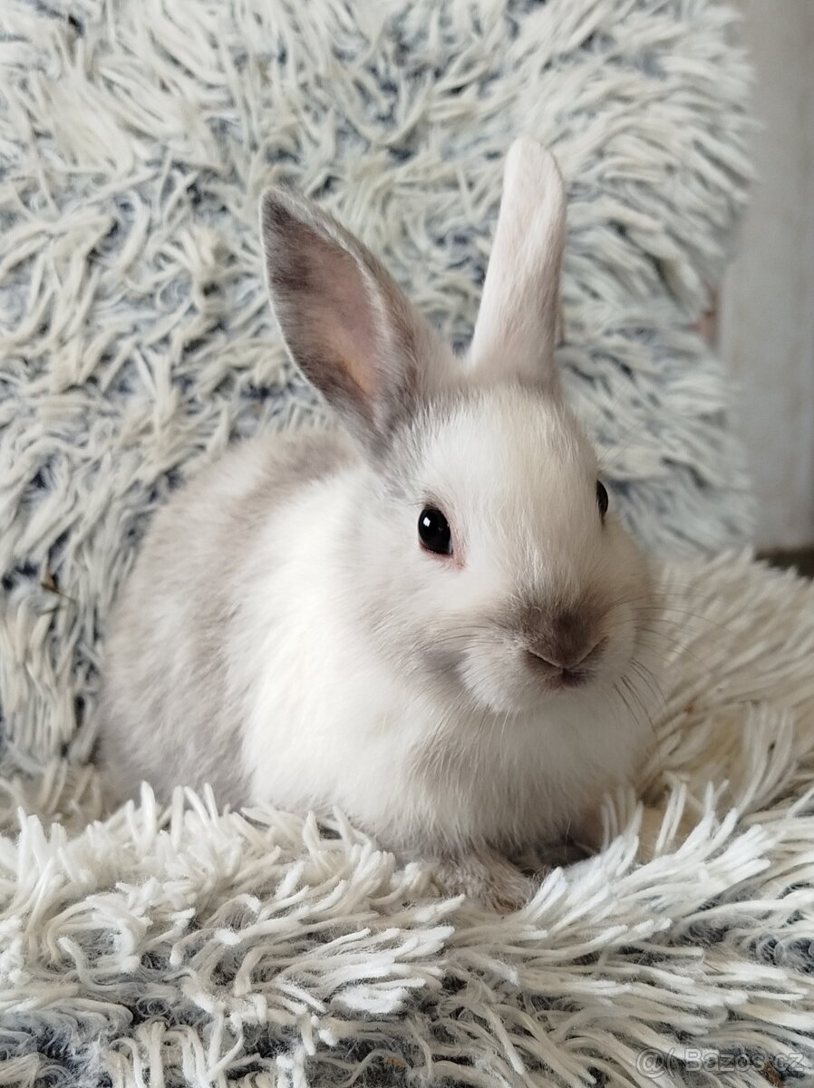 Zakrslý králík - 6