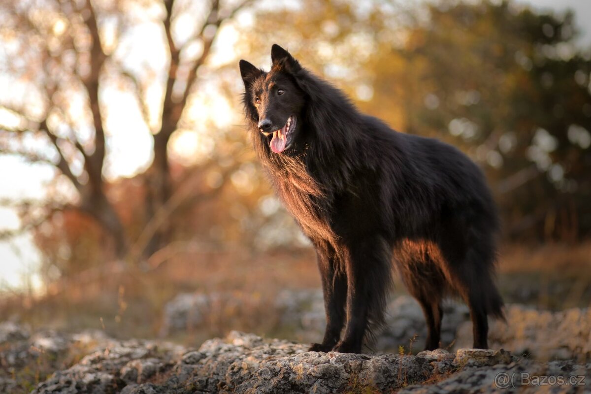 Belgický ovčák Groenendael s PP - 6