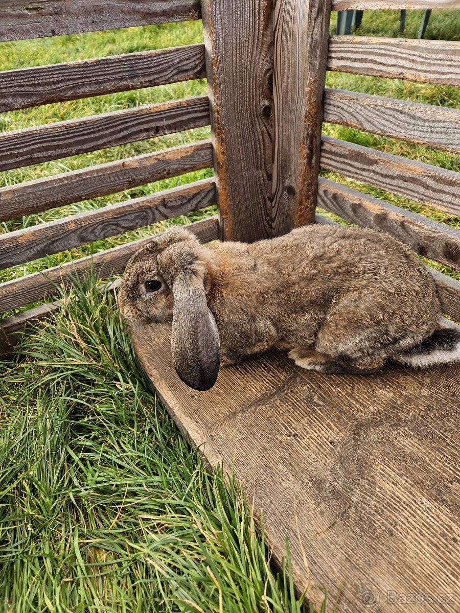 Francouzský beran - 6