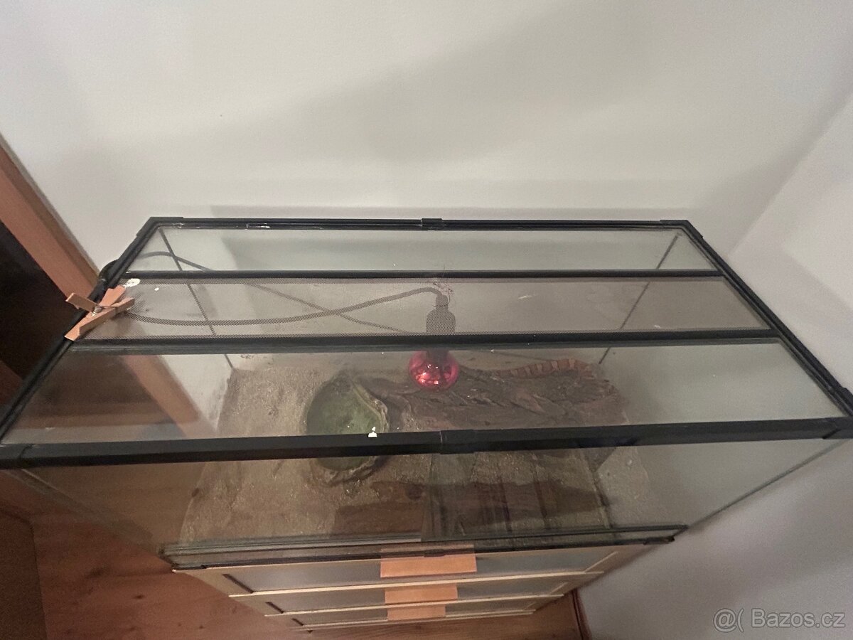 Užovka červená - 6