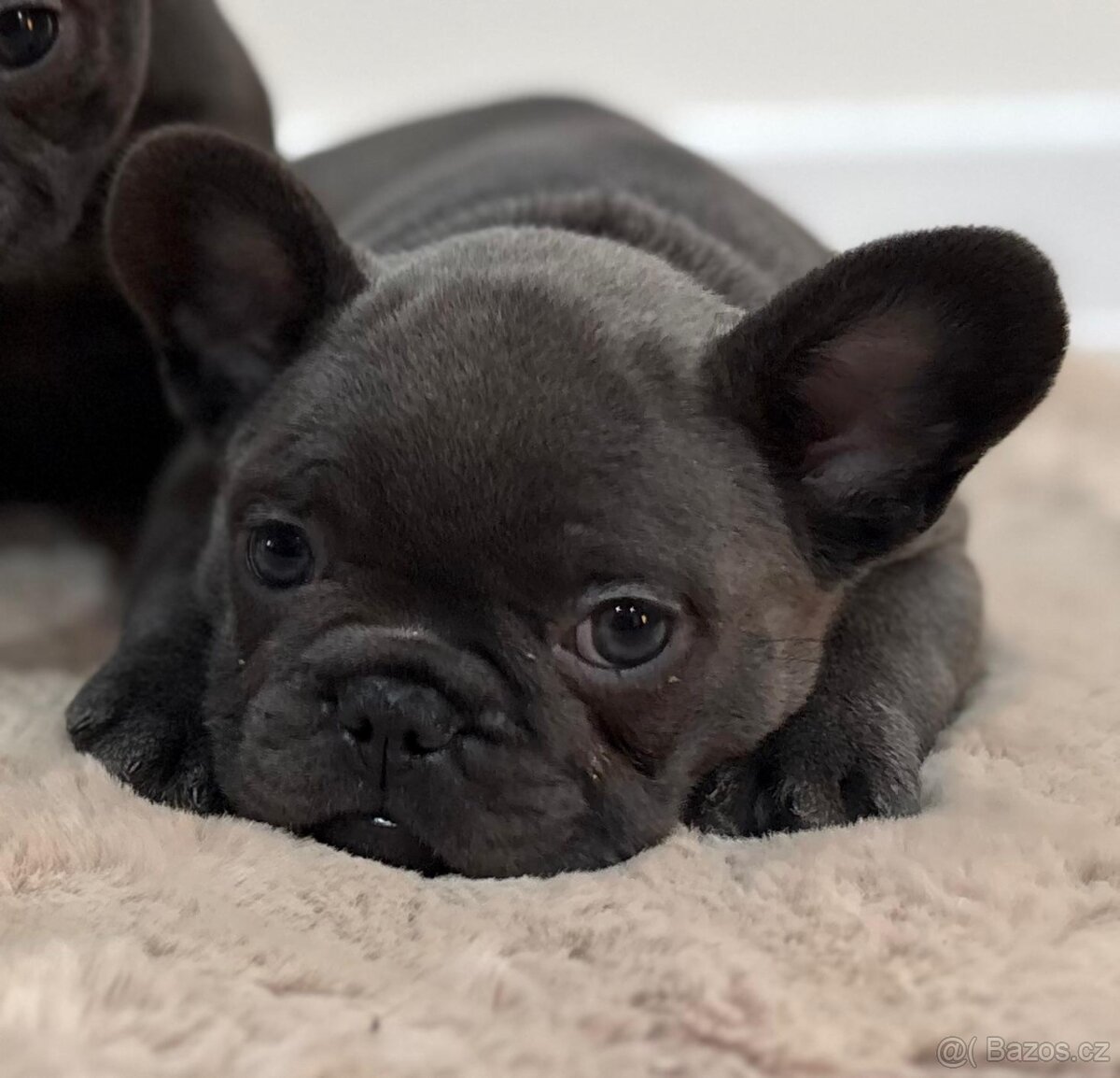 Francouzsky buldoček - 6