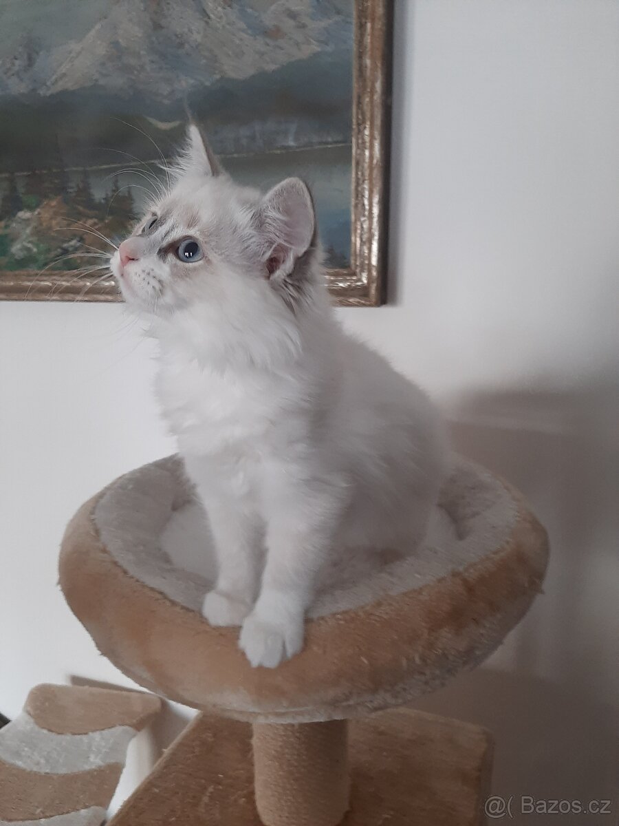Prodám kočičku Ragdoll bez PP - 6