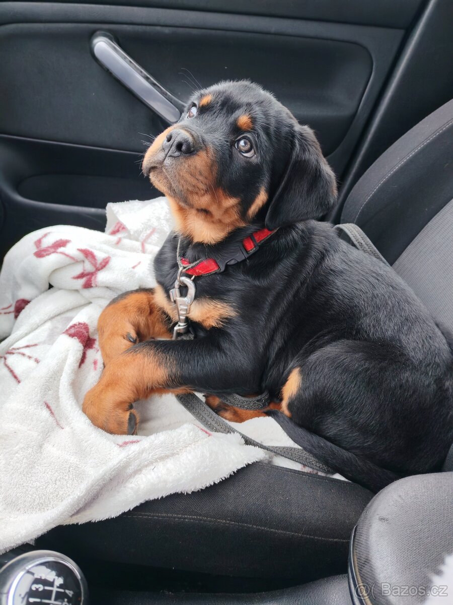 Šteniatka Rottweilera, Rottweiler, Rotvajler - 6