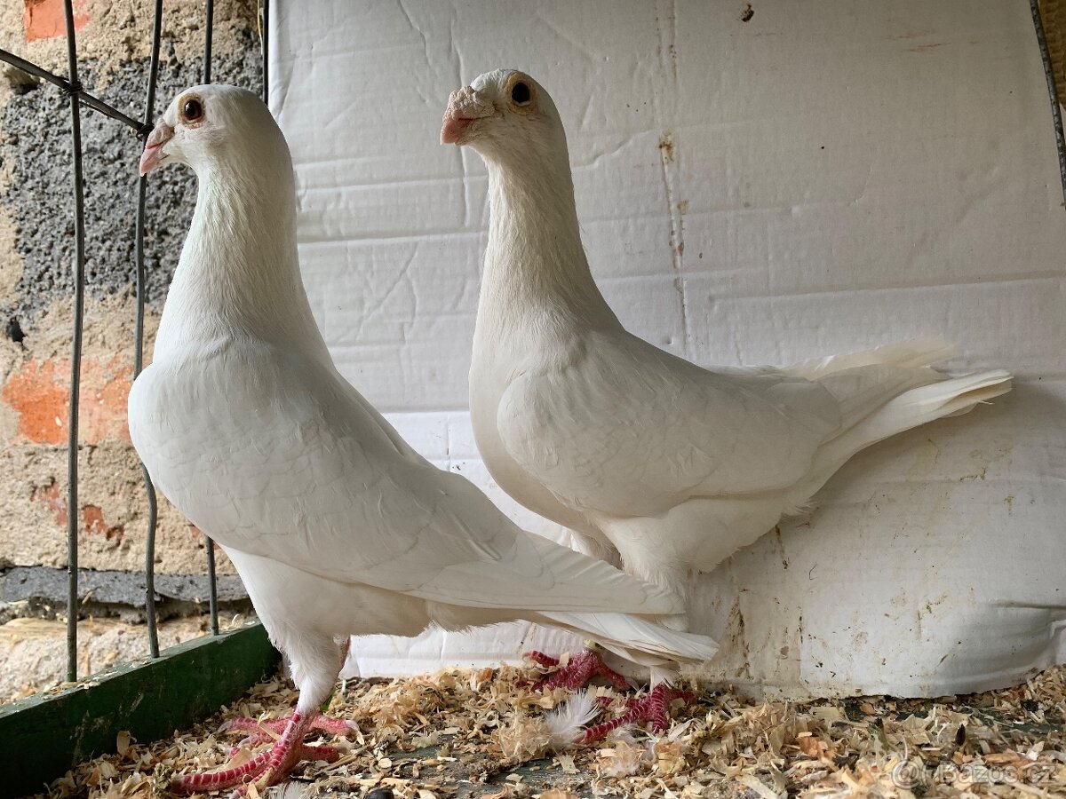 Poštovní holub bílý - 6