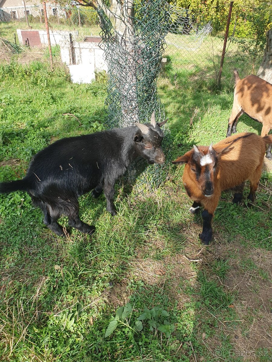 Holandská zakrslá koza - 6