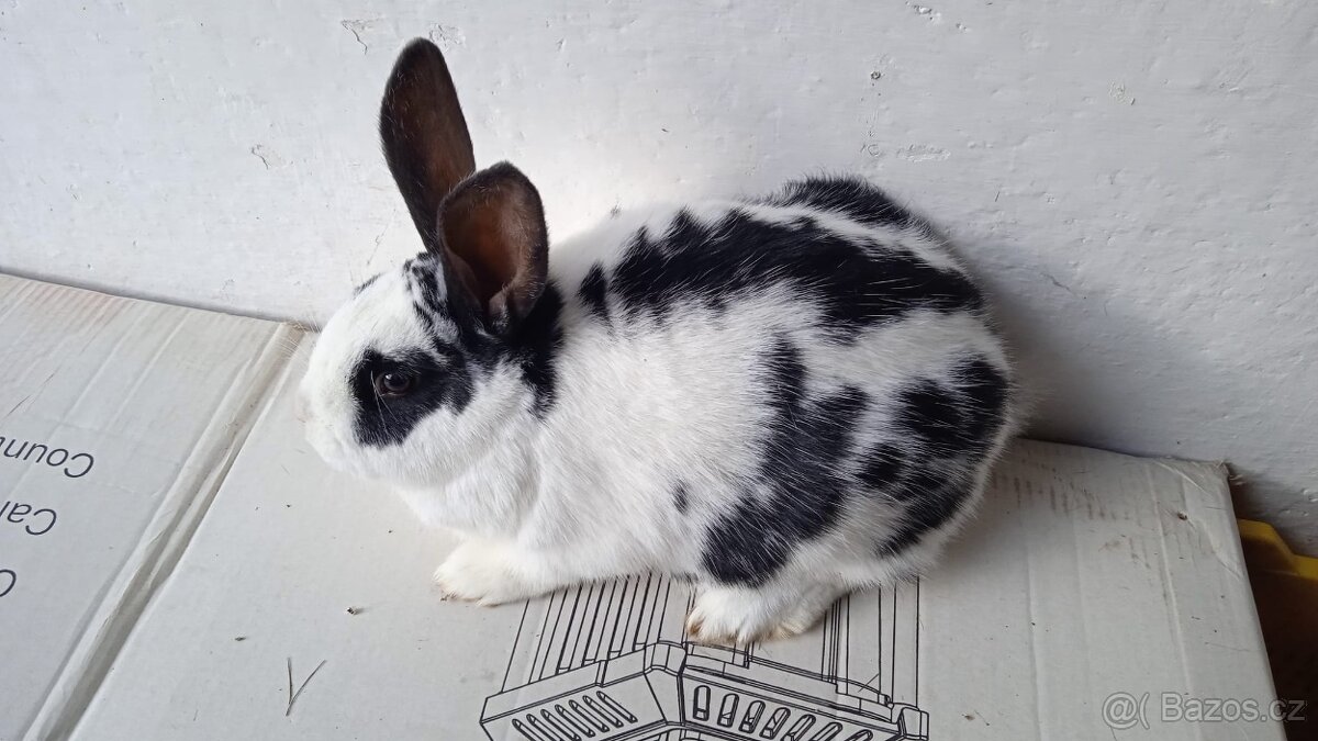 Kralici na chov samice - 6