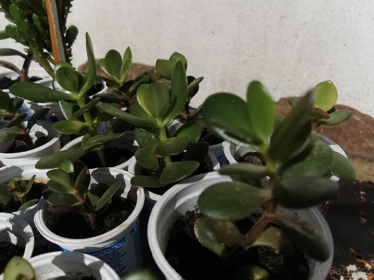 Sukulenty. kaktusy, tlustice, sansevierie, pokojové rostliny - 6