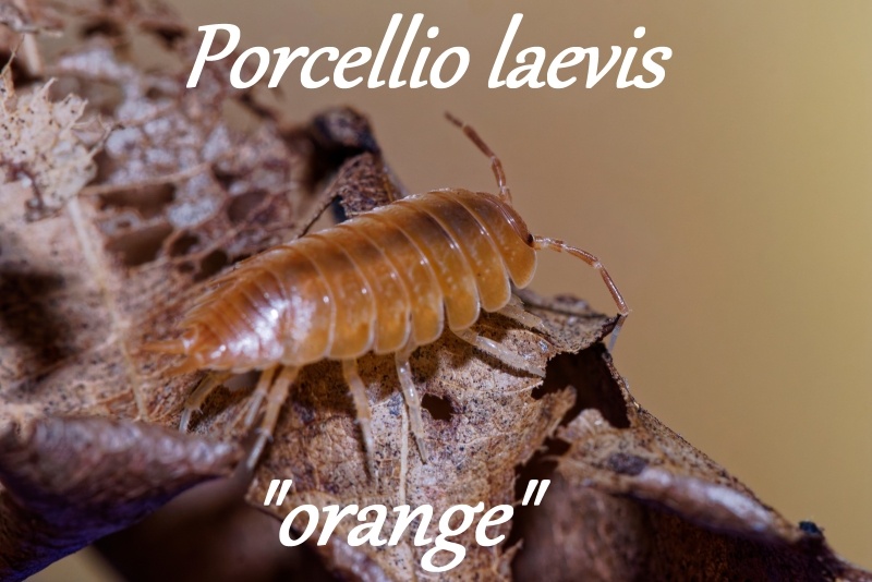 Isopod a chvostoskoci - 6