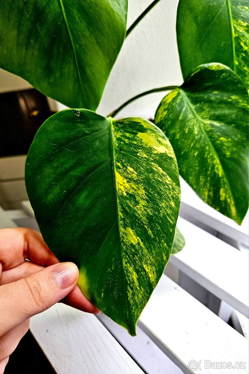 Monstera Deliciosa Aurea - 6