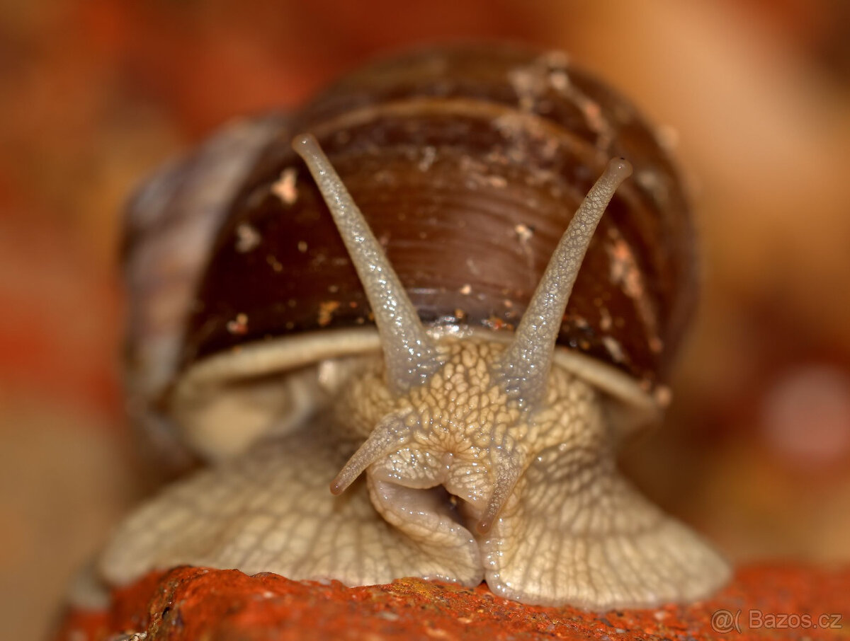 Objektiv Sigma 150/f2.8 APO Macro DG EX pro Sony/Minolta A - 6