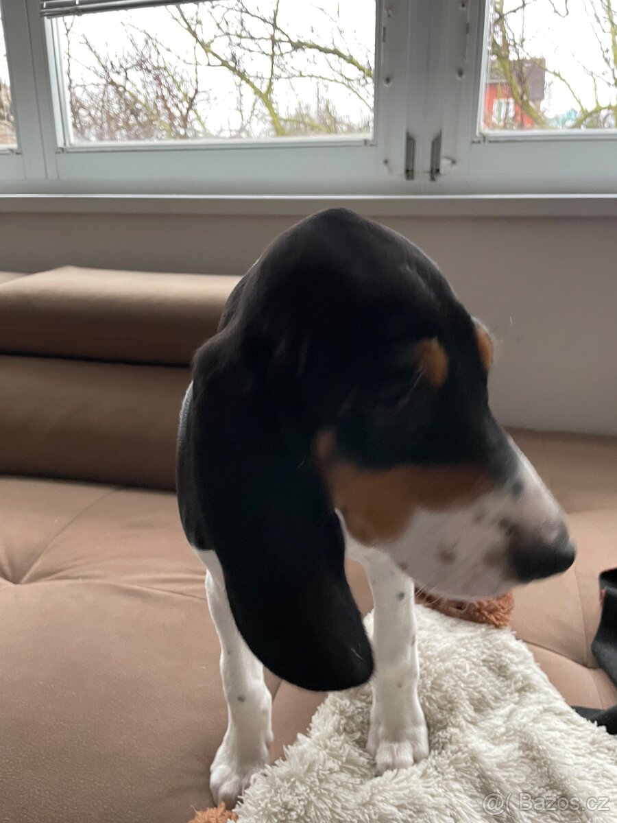 Štěně fenka s PP ihned k odběru - 6