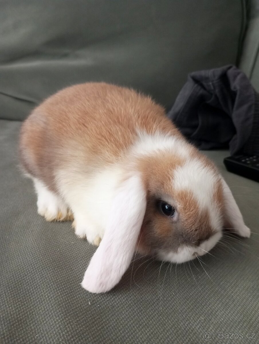 Zakrslý beránek králíček - 6