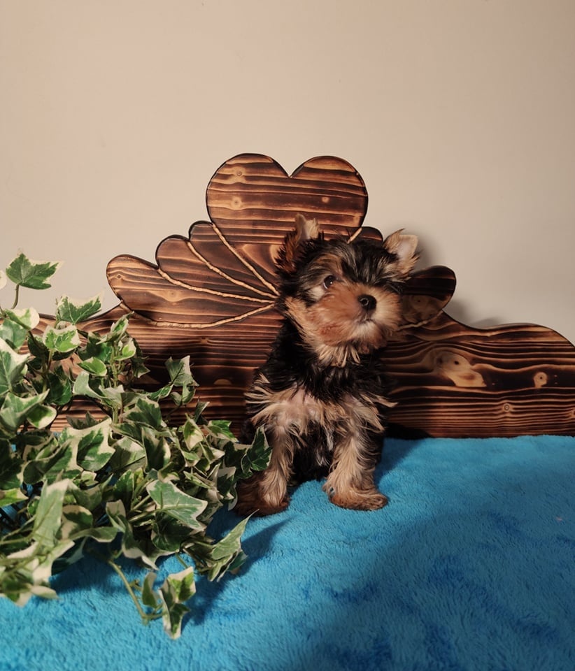 PRO PEJSKY POSTÝLKY - 6