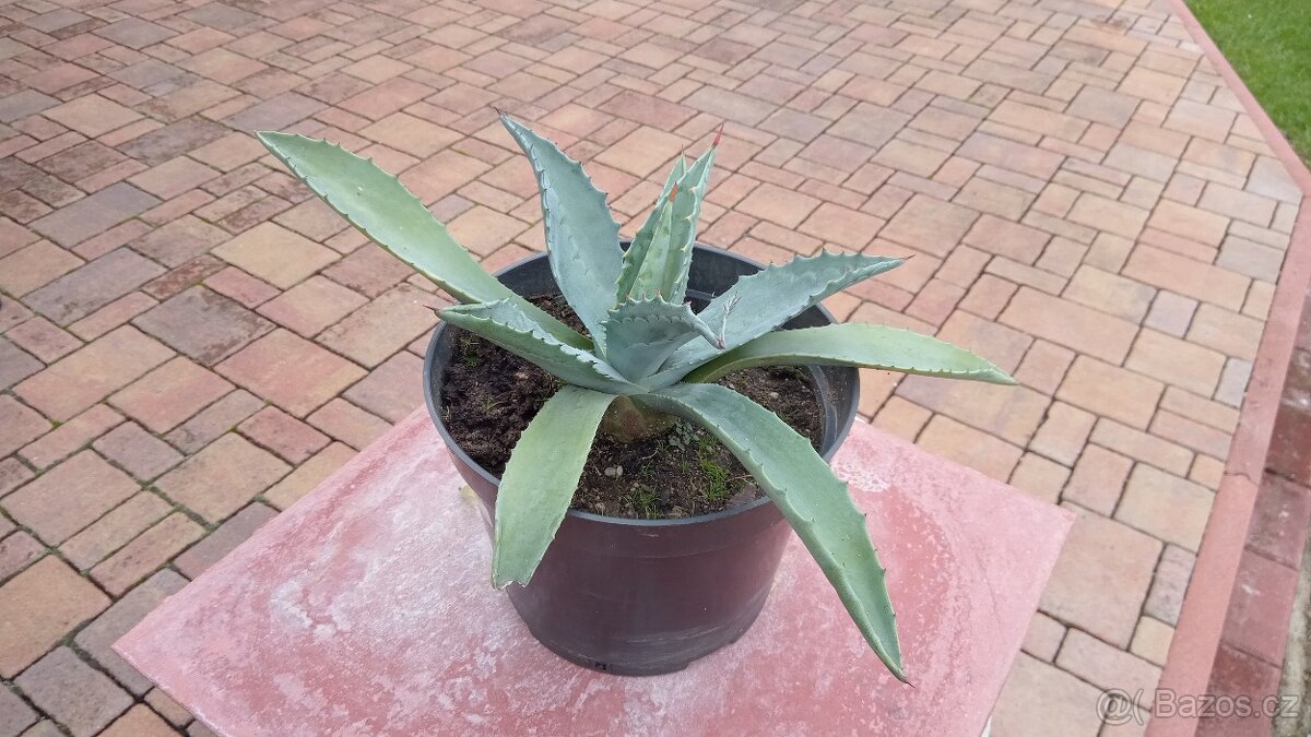 Klivie - Clivie, agáve - 6