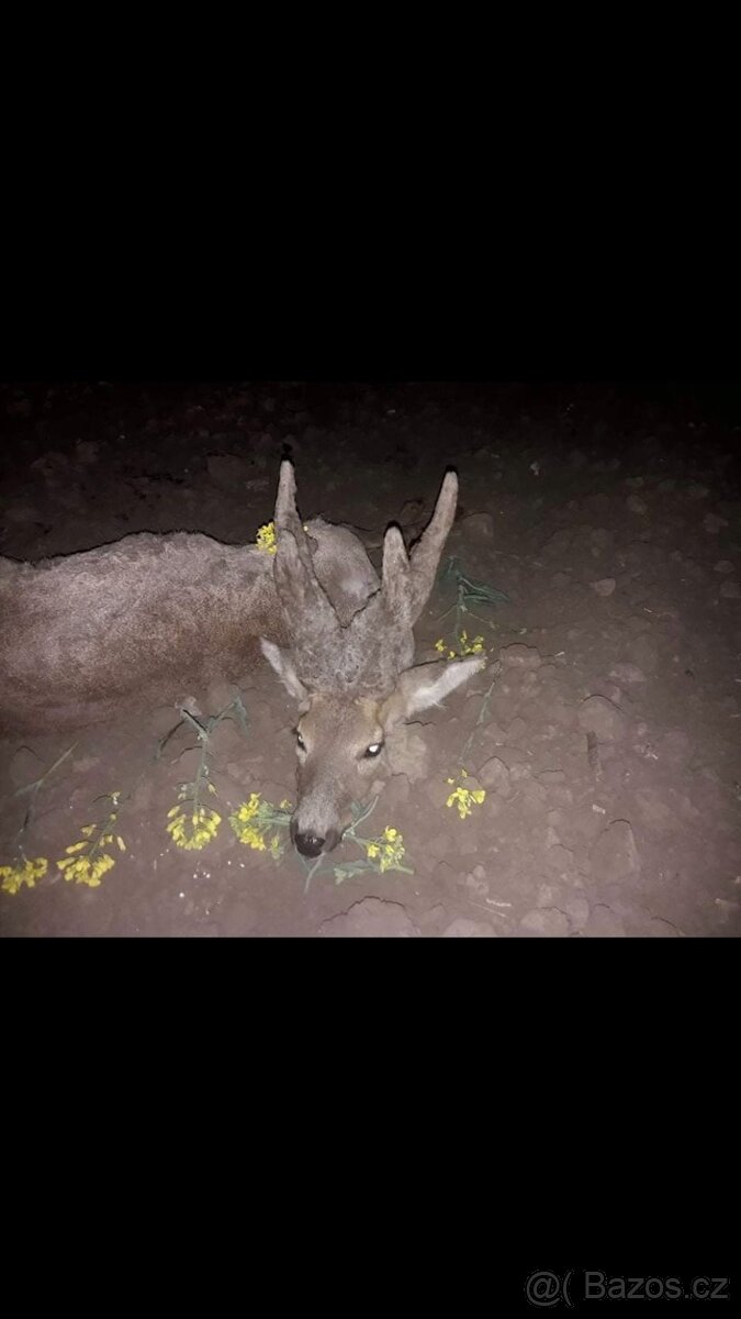 Polovačka v maďaesku - 6