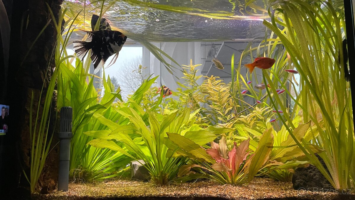 Akvárium EHEIM Incpiria 600L - 6