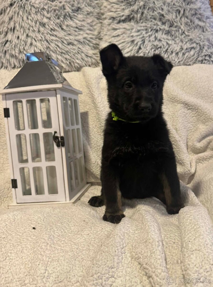 Německý ovčák s PP - 6