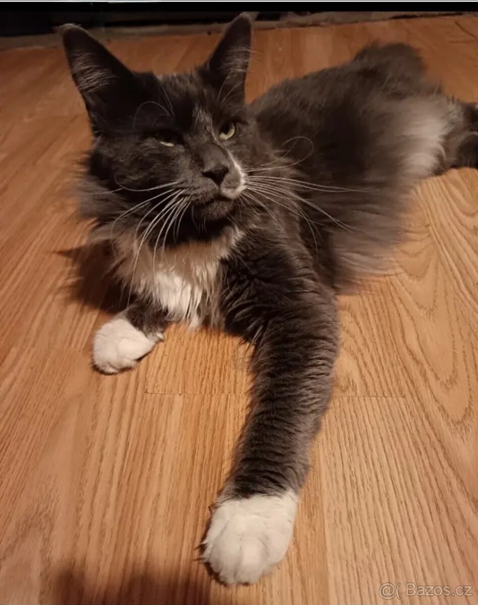 Koťata mainská mívalý - 6