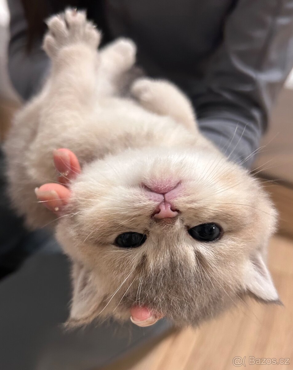 Skotský kocour s PP - 6