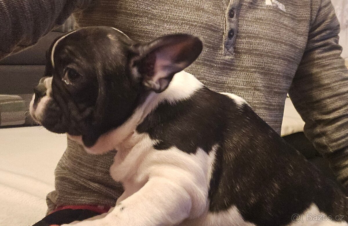 Francouzský buldoček - 6