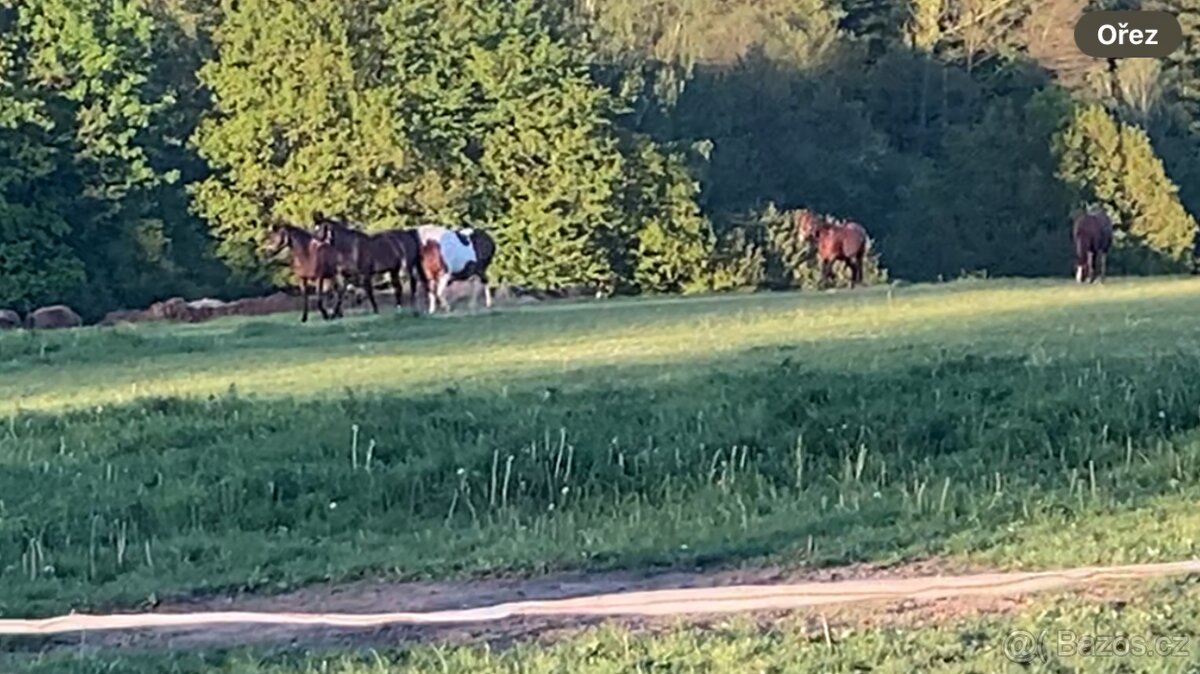 Klisna hnědý strakoš - 6