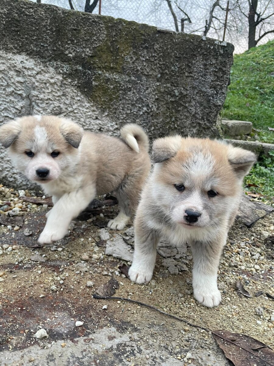 Akita inu šteňátka - 6