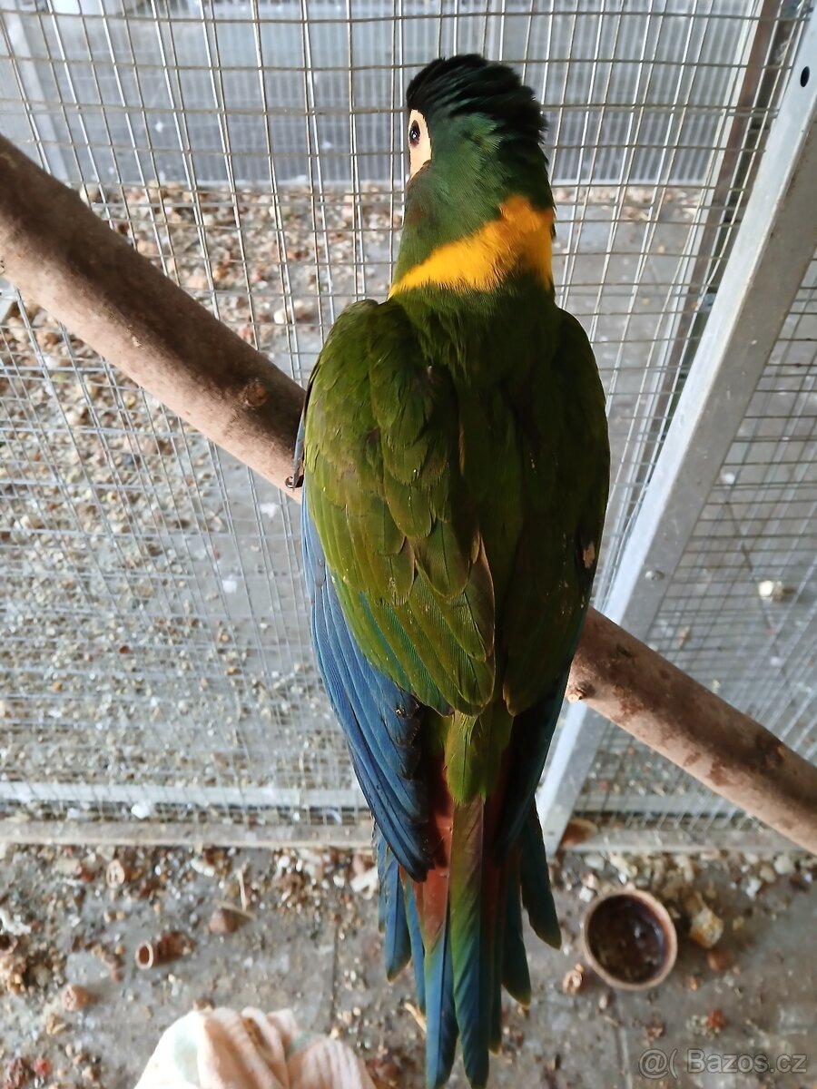Ara zlutokrky - 6