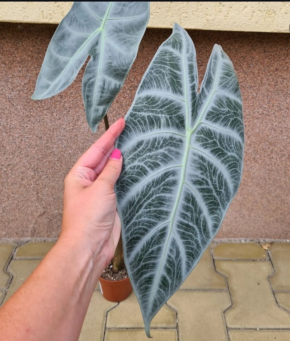 Alocasie, Alokázie - 6